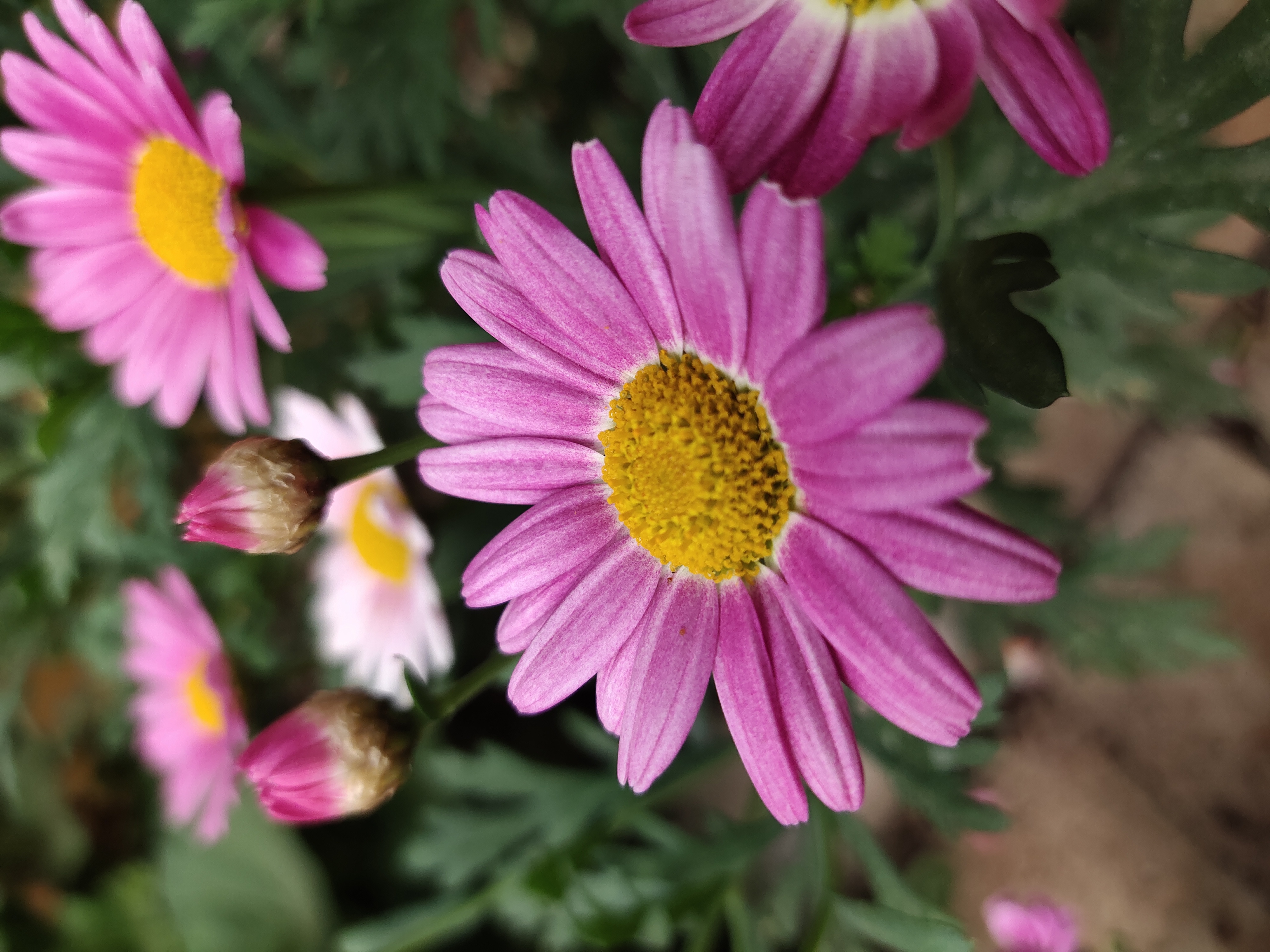 养玛格丽特,养了多年的玛格丽特