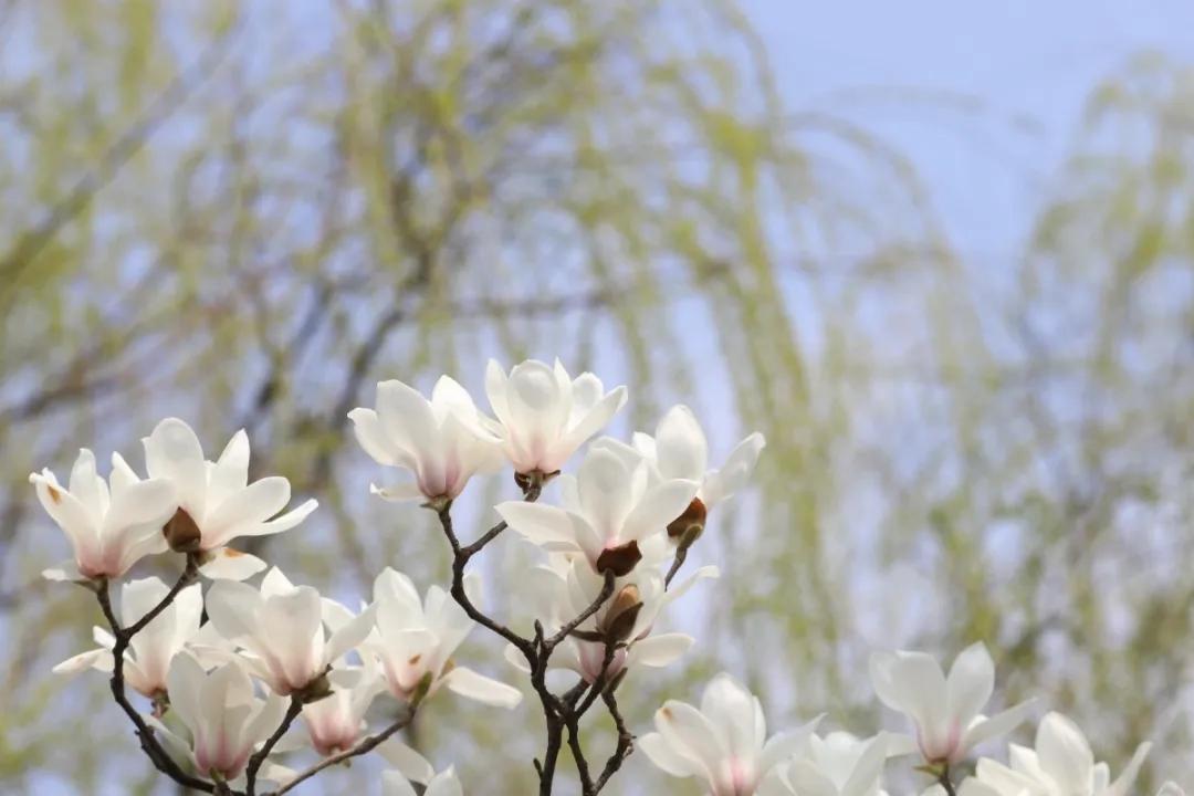 合肥最美的春天景点,合肥春天有哪些好玩的景点