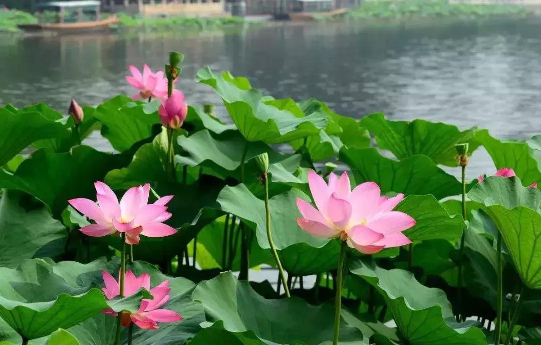 全国十大最佳赏荷好去处,沈阳赏荷花攻略