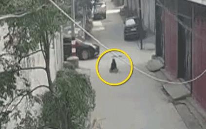 夺命玩具,夺命网红玩具