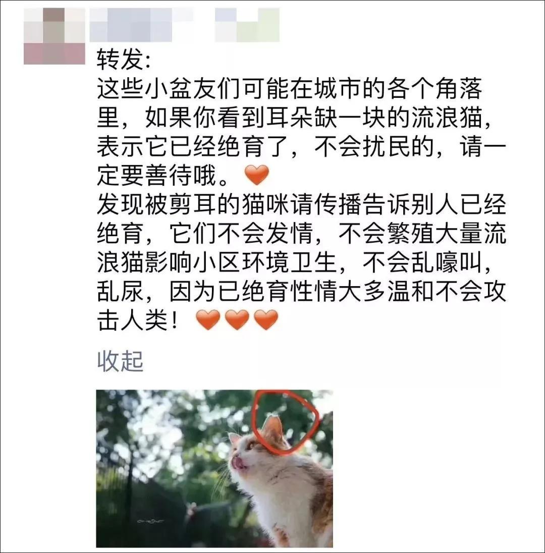 如果你遇到了流浪猫,遇见警惕性很高的流浪猫该怎么救