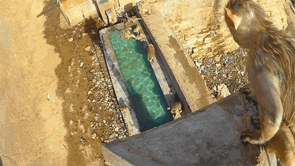 bbc纪录片揭露残忍人类对待动物,bbc动物纪录片造假事件