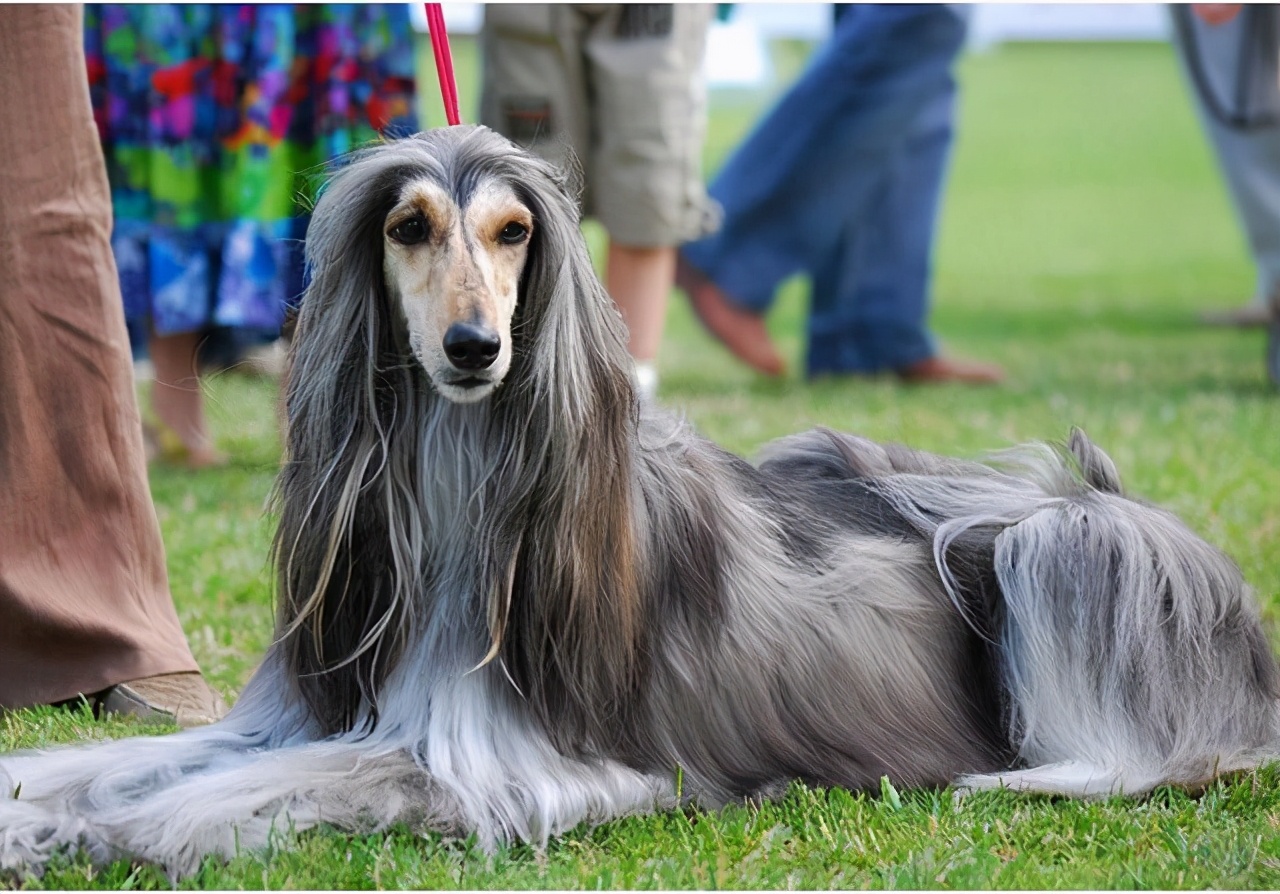 推荐几种狗不贵又好上手养就对了,容易养价格低缺点少的狗有哪些