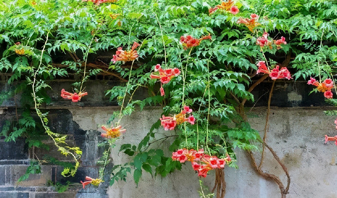 越热越好养的5种花,爆花好养的花耐高温耐寒