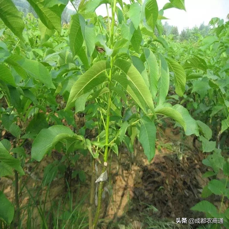 核桃苗怎么栽培,核桃苗栽培