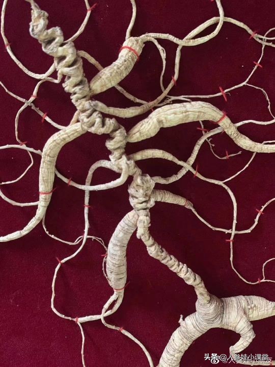 怎么分辨人参的年份,如何确定人参的年份