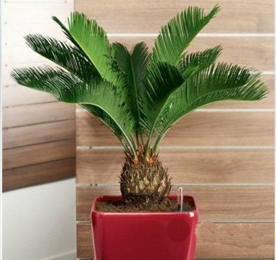 适合铁盆养的绿植,苏铁叶绿植养殖方法和注意事项