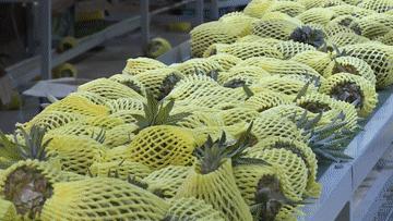 鑿犺悵鑿犺悵鑿犺悵鑿犺悵鑿犺悵,寰愰椈鑿犺悵浜戝崡鑿犺悵娴峰崡鑿犺悵鍖哄埆