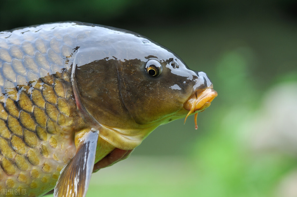 水库小杂鱼闹窝的最有效的方法,如何对付杂鱼闹钩