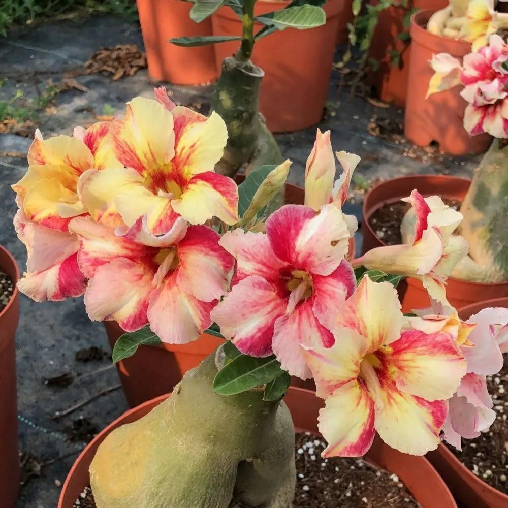 84个沙漠玫瑰品种，收起来慢慢看，待到来年春天选几种喜欢的养