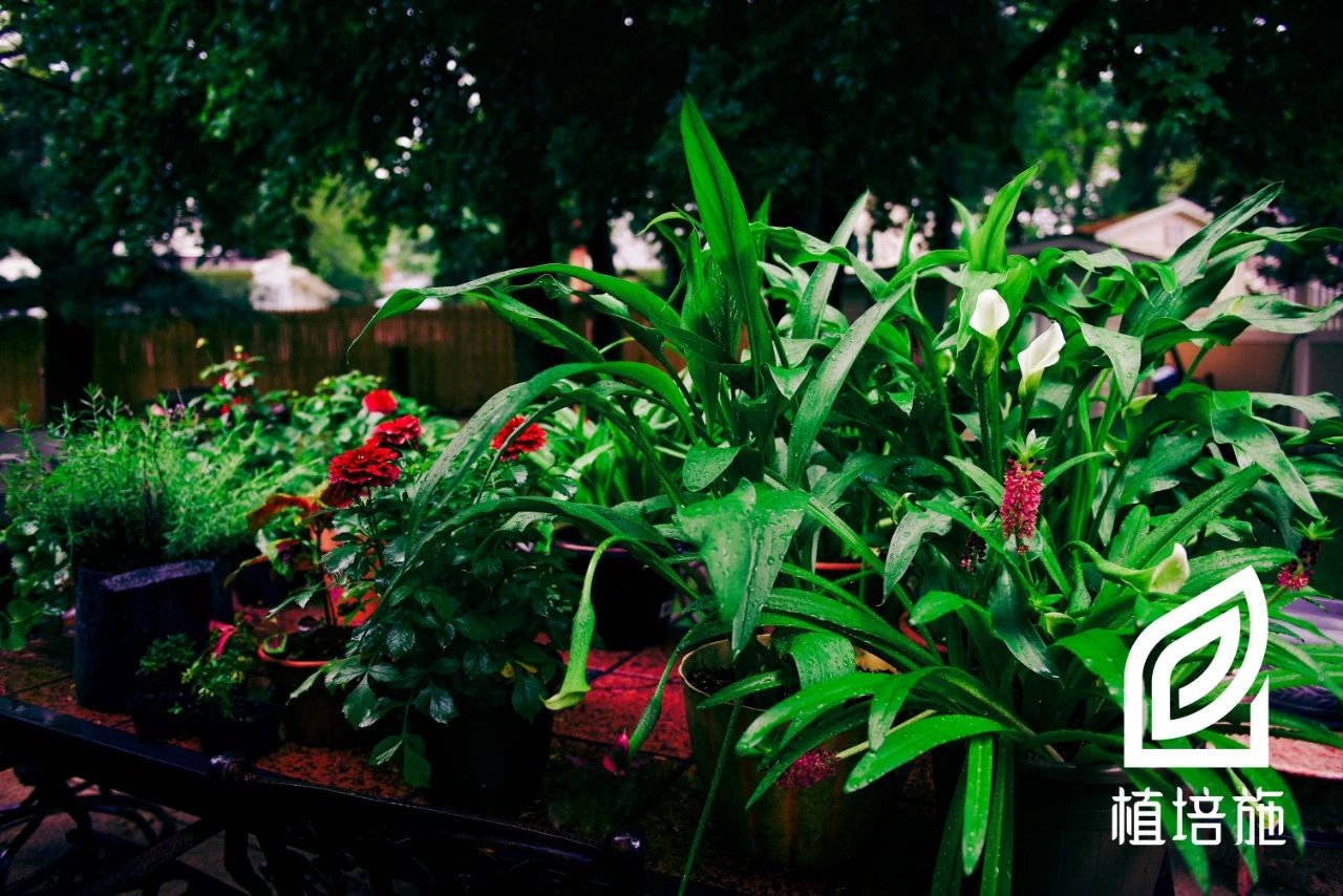 马蹄莲种球种植方法黑紫色,马蹄莲种球种植最佳季节