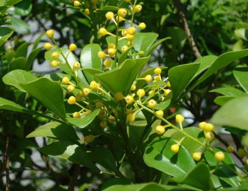 三角梅花后怎样修剪最好,月季花开完花后怎样修剪