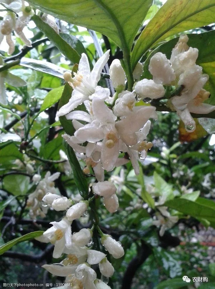 有机菌肥哪个品牌最好,有机菌肥多少钱一袋