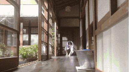 家用拖把第一名懒人拖地神器,家用拖把懒人拖地不留水渍佳帮手