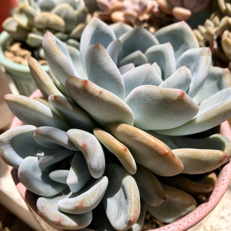 养多肉给多少陶粒,养多肉喂鸡蛋