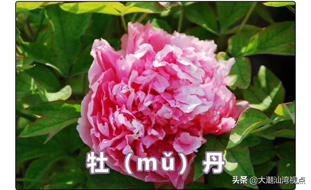 一个常用字却有很多人读错了,有哪些容易读错的常用字