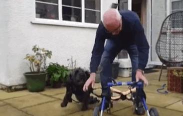 狗狗瘫痪的原因及治疗,狗狗后腿瘫痪怎么治疗最好最有效