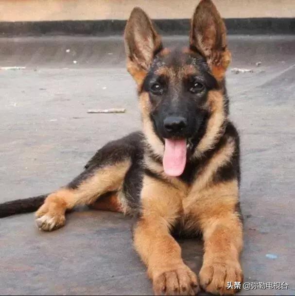 女子报警说家门口有恶犬,女子报警家门口有恶犬