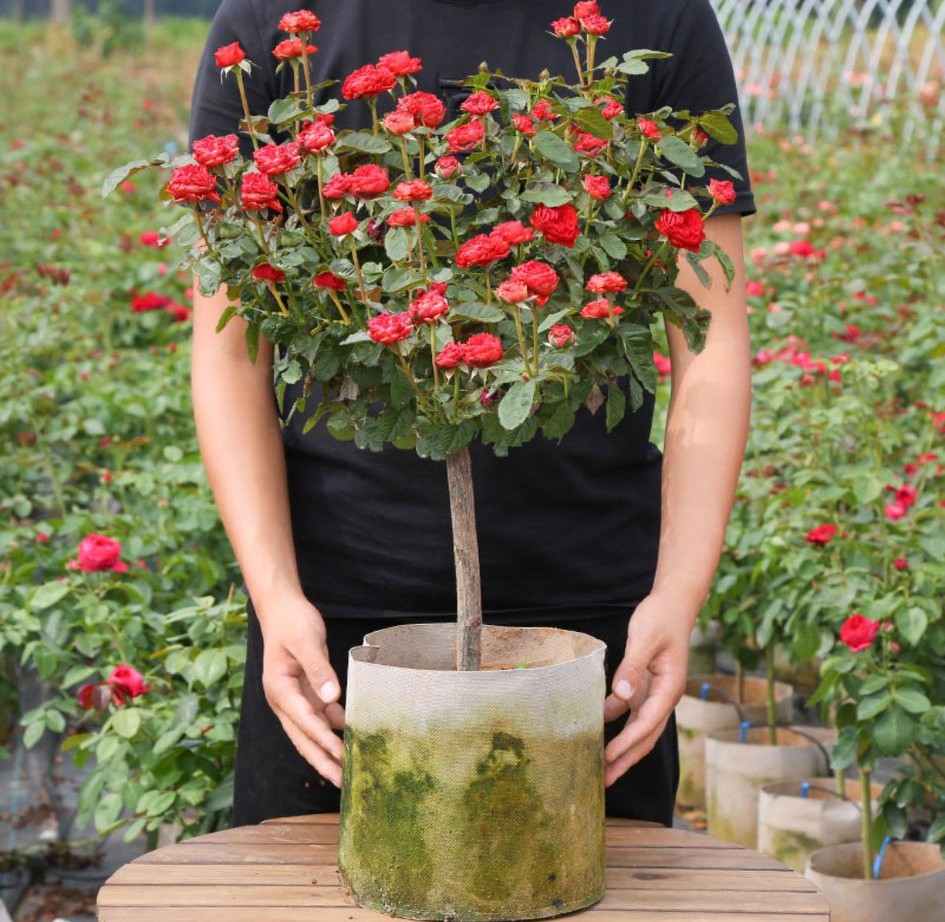 100种月季经典品种,100种经典月季品种