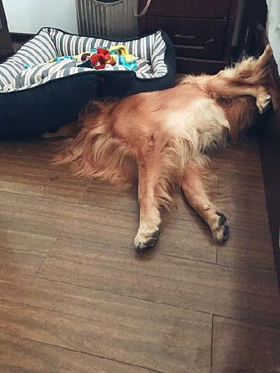 狗狗趴在客厅,从狗狗的睡姿看爱不爱你