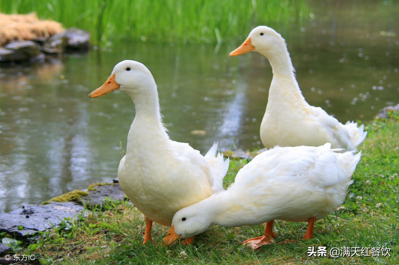 烧腊鸭怎么做酥脆好吃,烧鸭如何做到不破皮