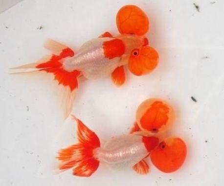 养观赏鱼小知识大全,养观赏鱼知识大全