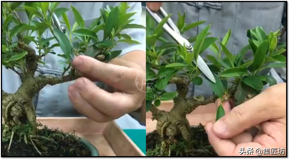 连翘盆景的养护,连翘迎春花盆景养殖方法