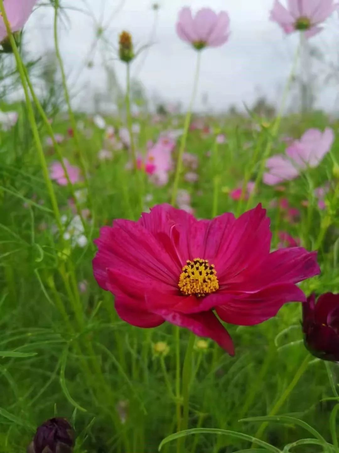 萧红故居边的补鞋店，居然藏着“人生真相”……