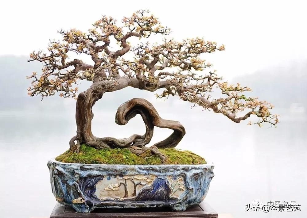 玩盆景必备栽种知识,观赏盆景的意境