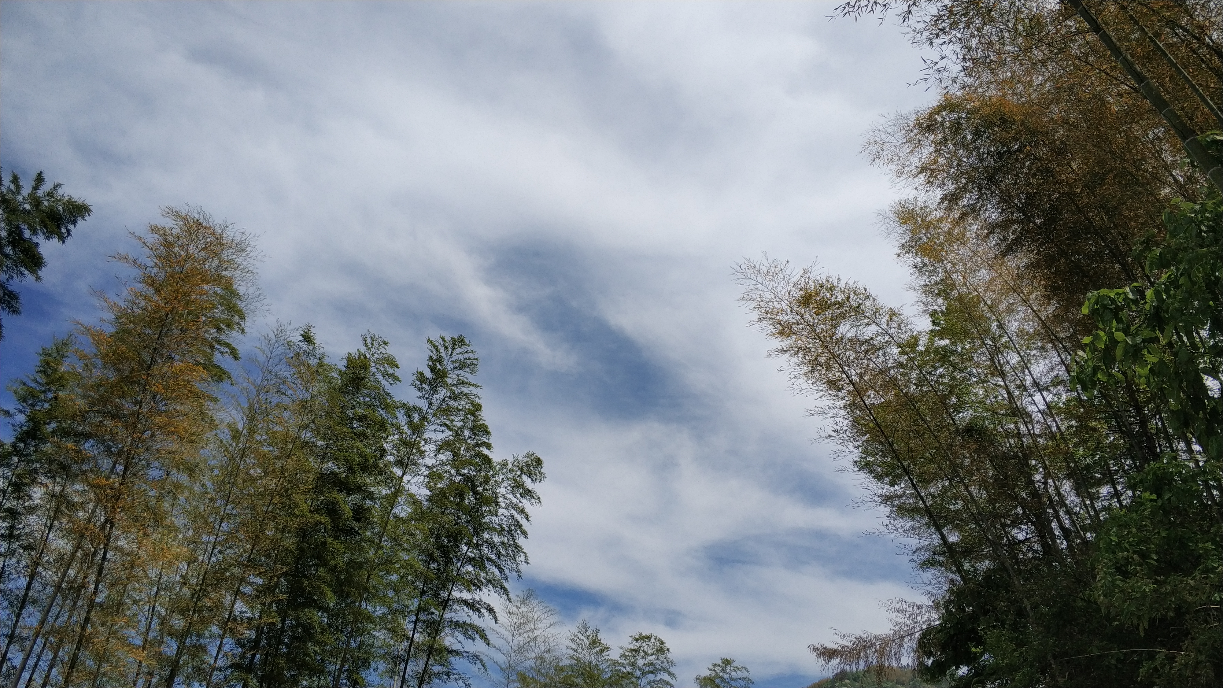 曾经卖到30元一根的毛竹缘何成了山里人最头疼的植物