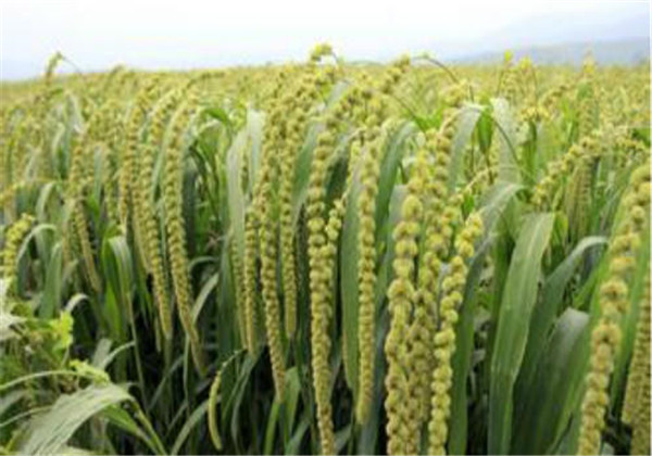 粘高粱米面做粥好吗,粘高粱米能做酒吗