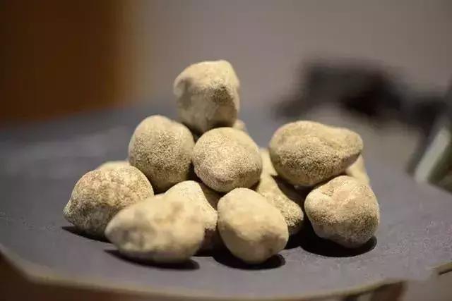 海参物种科普,海参100种图片