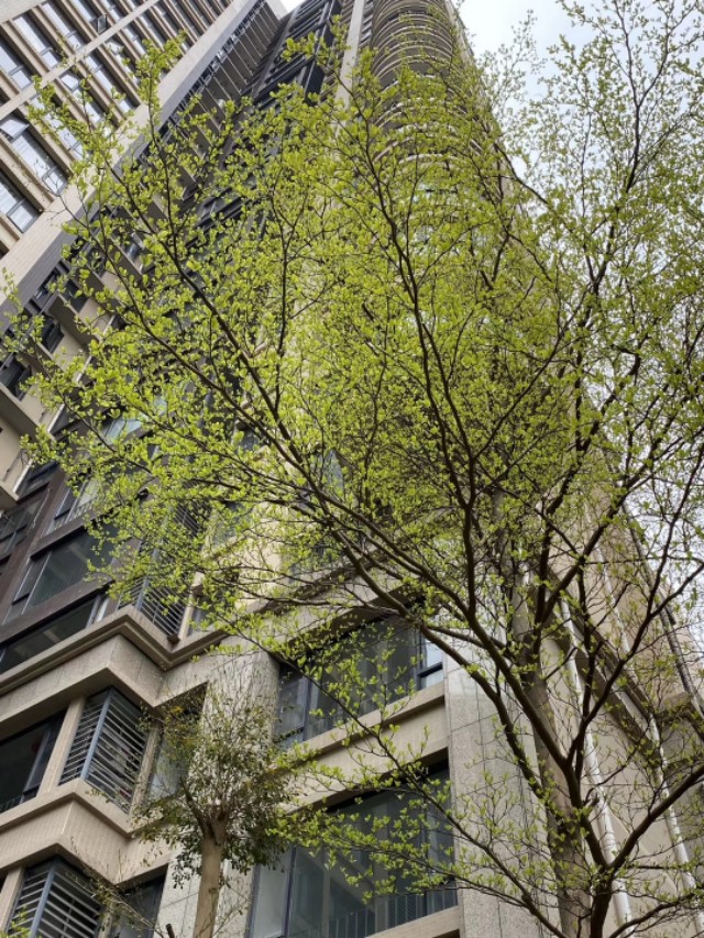 传说中的金沙,金沙世纪城最好小区