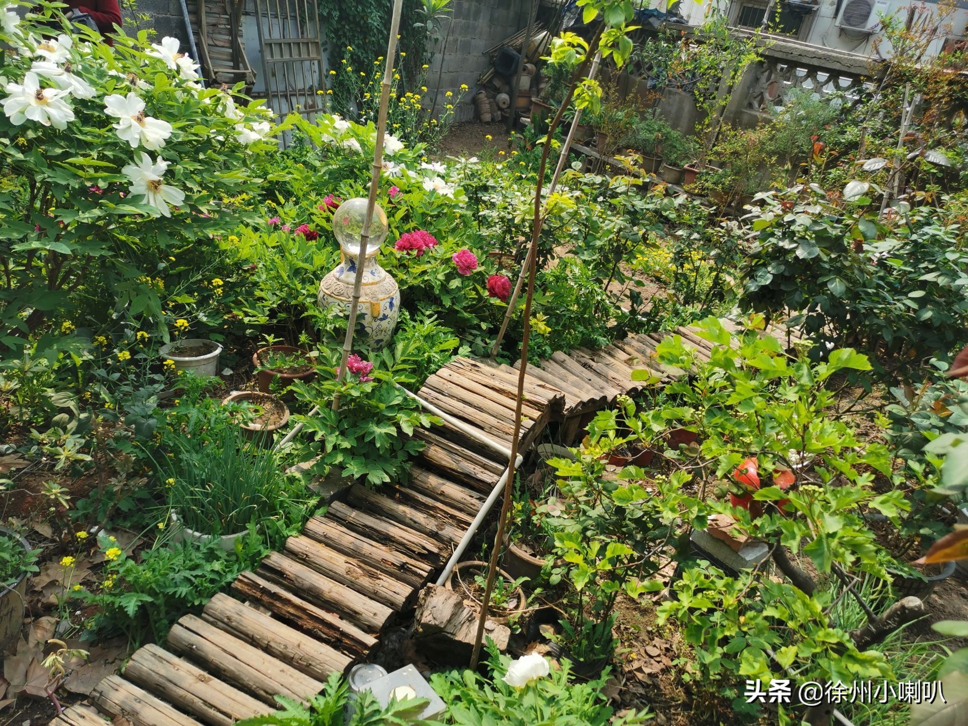 一起养花一起开心一起变老,一起养花种草分享美好