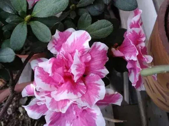 白天浇花花叶变黄,用什么方法养花叶子黄