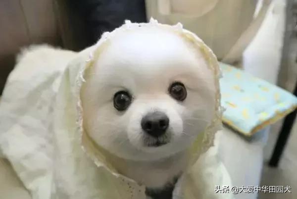 哪种狗既能看家护院又不乱咬人,什么狗不挑食会守家对主人忠诚