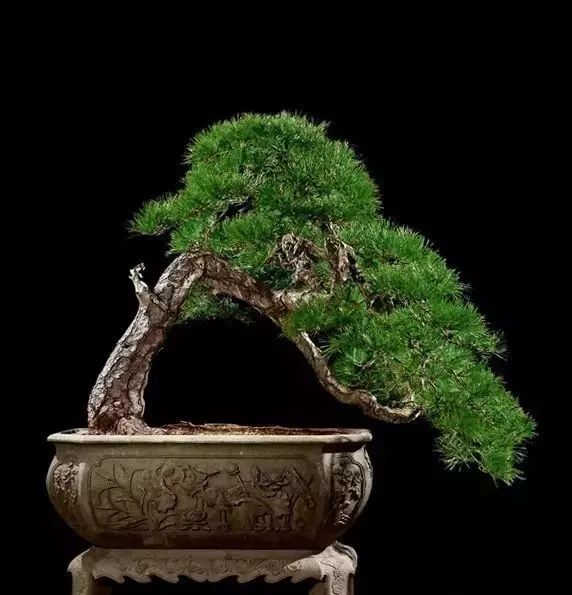 世界十大漂亮名贵花卉,植物研究世界名贵花卉