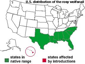 最大蜗牛入侵我国,南方到处是:非洲人的美食,中国人却不敢吃
