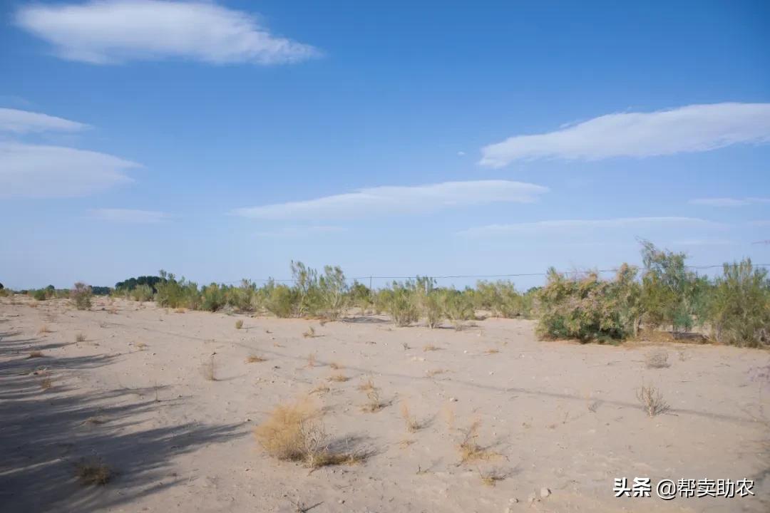 又香又甜又脆的蜜瓜,甜而不腻的蜜瓜好吃到停不下来