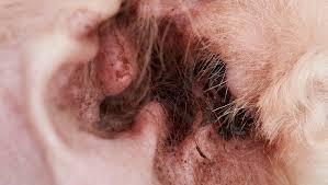 为什么狗老是摇头抓耳,狗子不正常摇头是什么原因