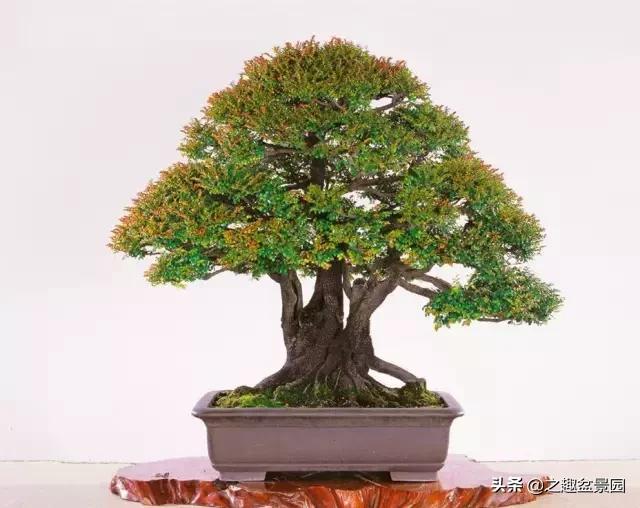 文玩盆景摆件,文玩盆景奇石