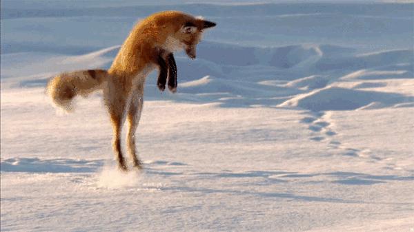 鳝鱼冷知识,冷知识第二季完整