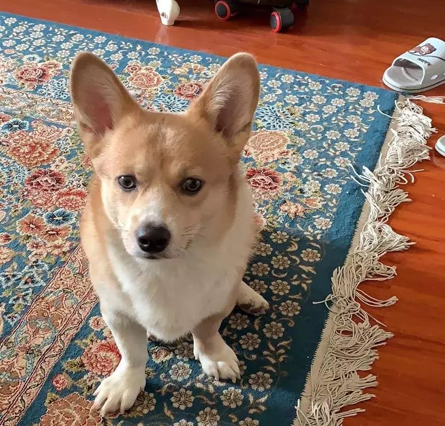 NO.847：阿克苏本地求职招聘、出租转让、农林牧副渔…信息大全