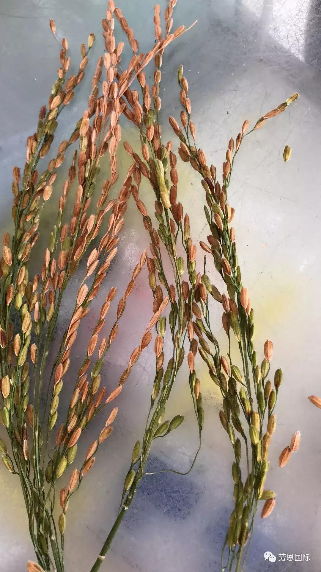 水稻红叶病两个字的特效药,水稻红叶病不用药后果