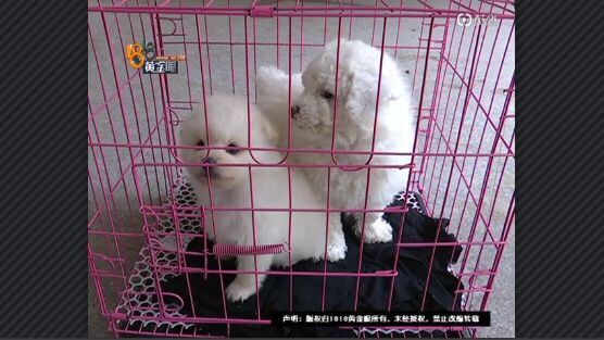 网上买比熊和博美,买博美犬和比熊