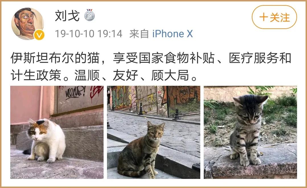 去土耳其当猫好吗,在土耳其做一只幸福的猫