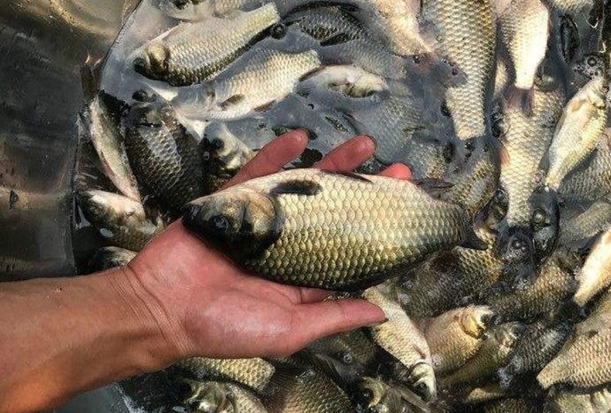 钓鲫鱼不咬钩怎么破解,钓点有鱼不开口