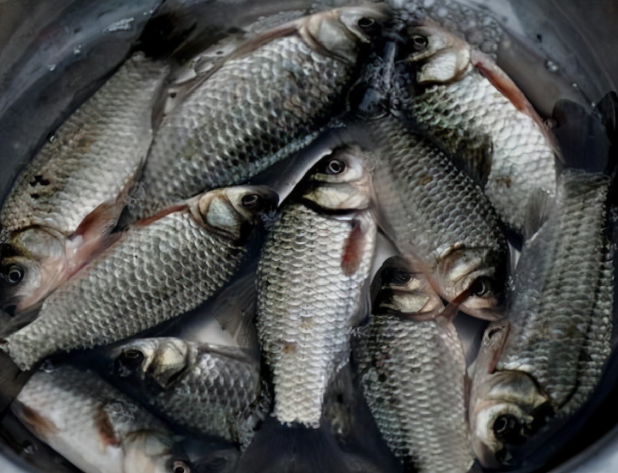 鱼的土腥味和柴油味,鱼的土腥味很重怎么回事