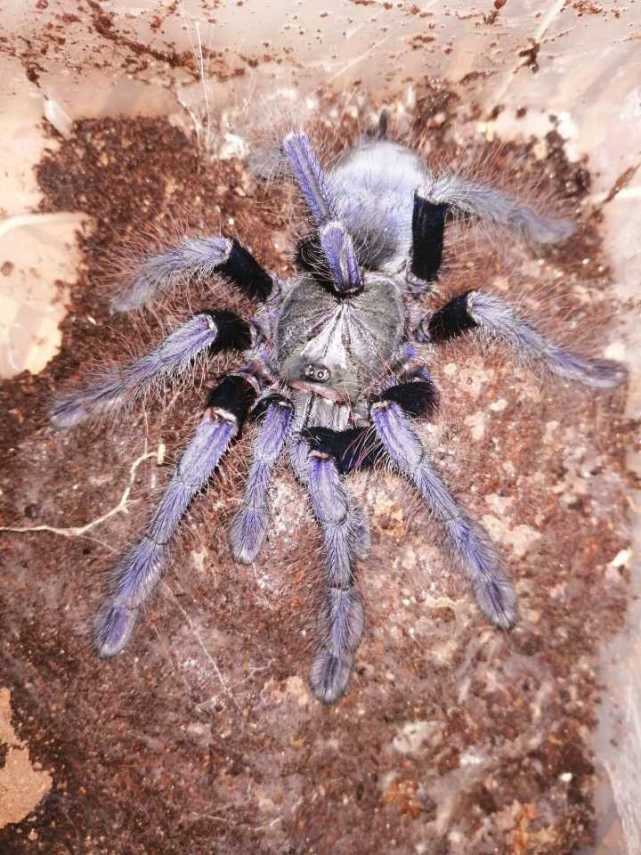 养捕鸟蛛的注意事项,养捕鸟蛛多久要往土里加一次水