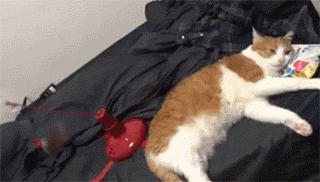 猫会偷吃螺蛳粉吗,猫吃螺蛳粉放屁了